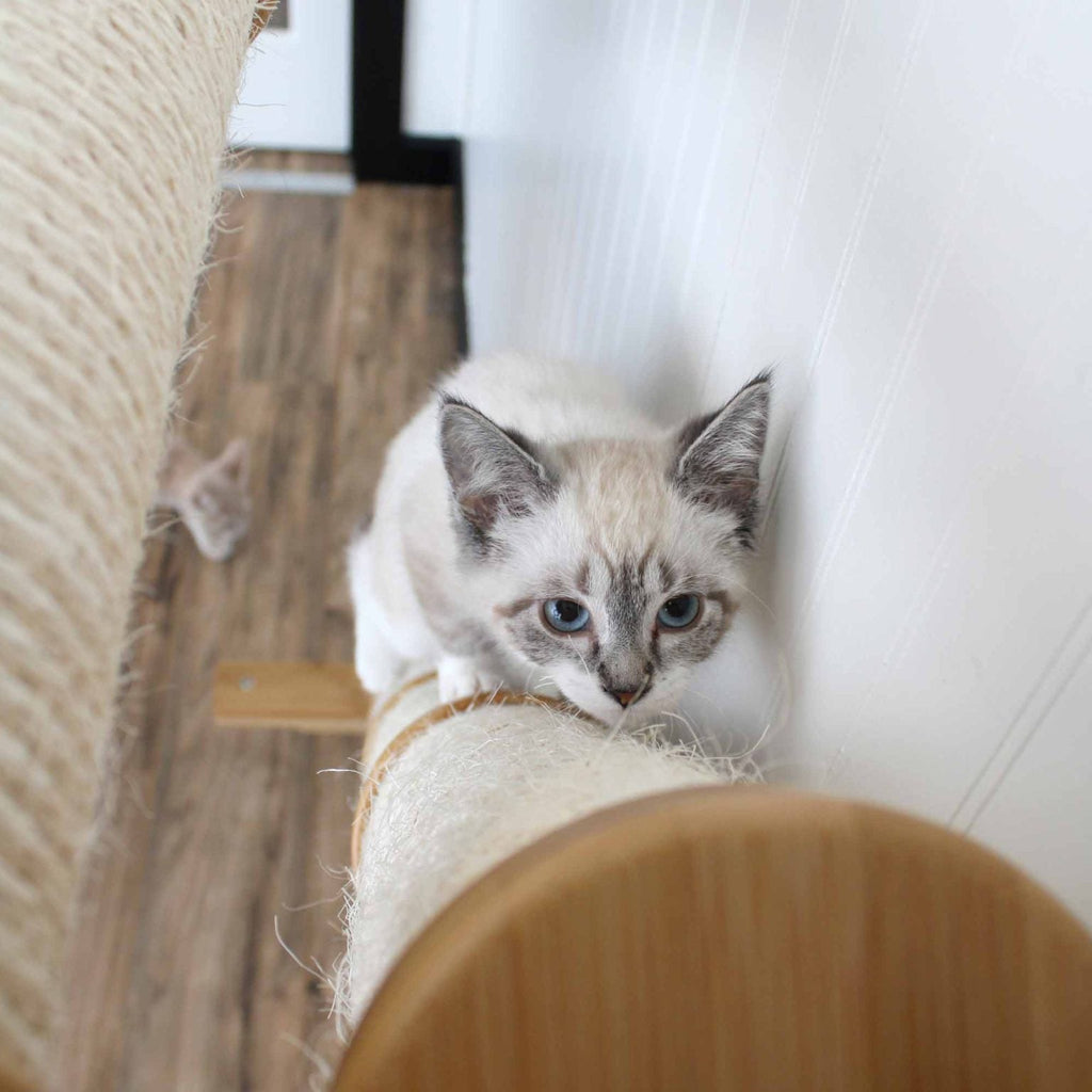 Slanted Cat Scratcher for Wall