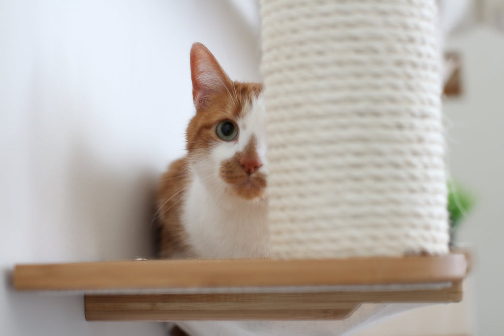 The Bunker - Multi Level Cat Tree with Perch