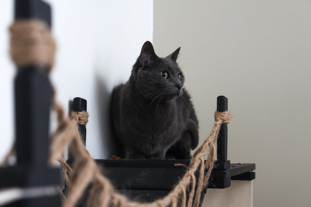 The Temple - Giant Cat Tree on Wall