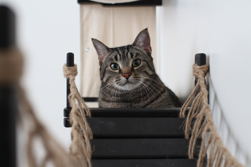 The Temple - Giant Cat Tree on Wall