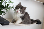 Cat Hammock Wall with Planter