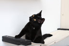 Cat Maze Wall - 3 Tier Cat Tree