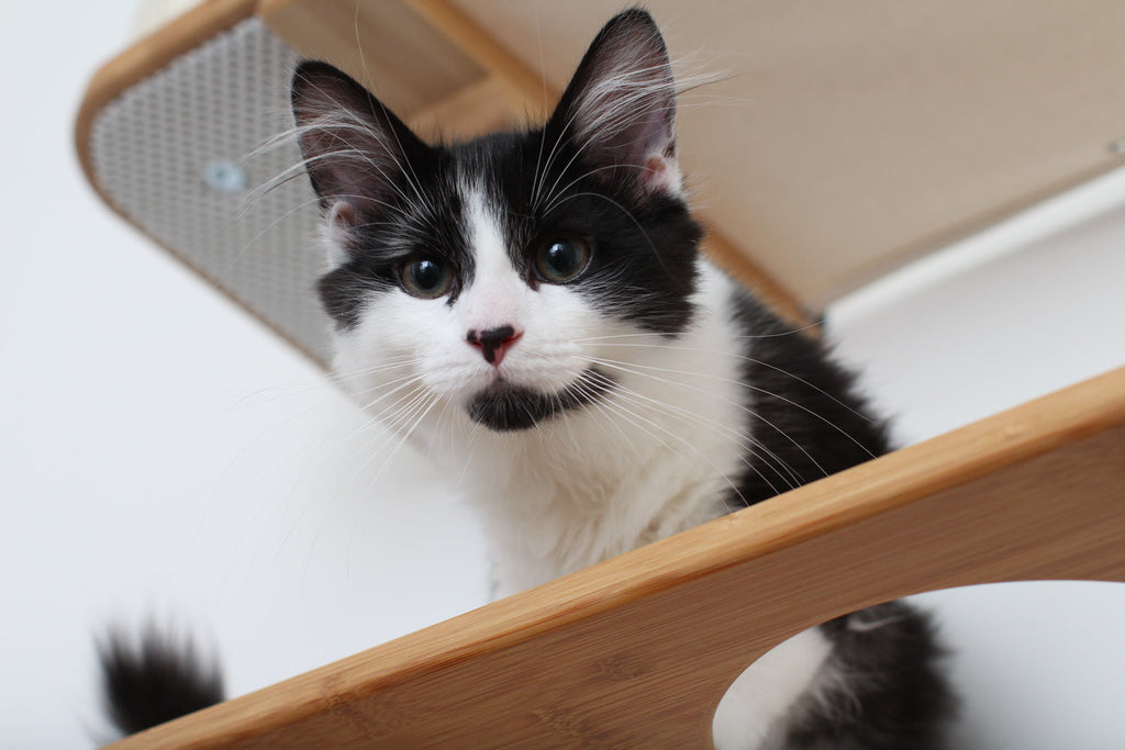 The Bunker - Multi Level Cat Tree with Perch