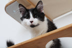 The Bunker - Multi Level Cat Tree with Perch