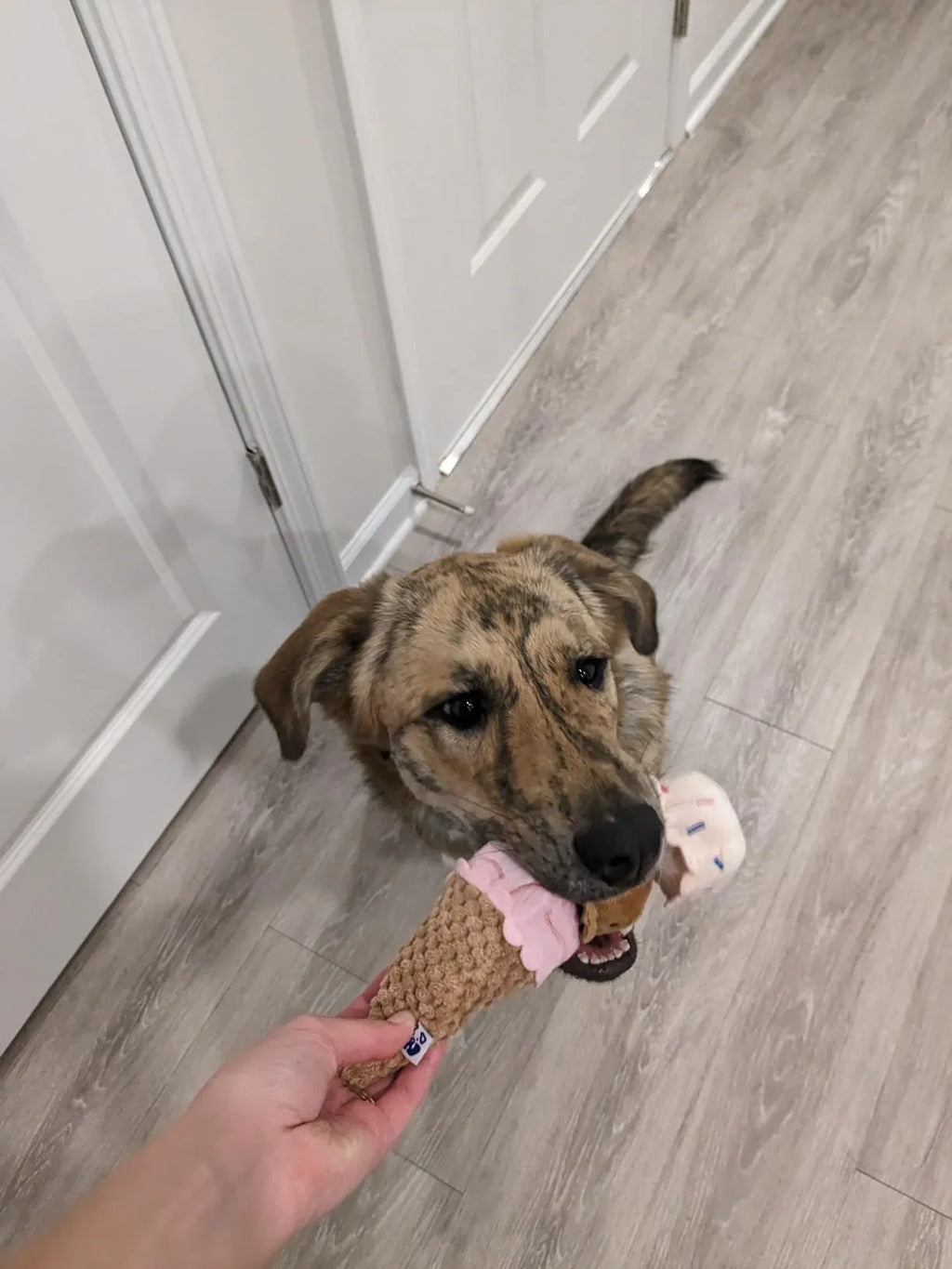 Ice Cream 7 - MiniPaw Luxe