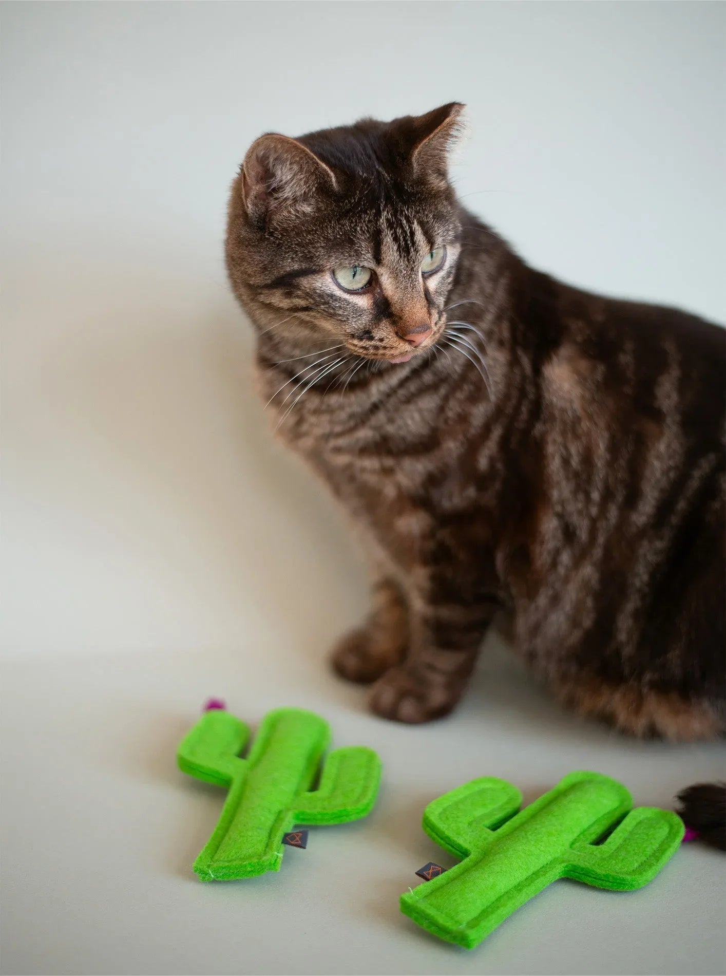 Kitty Cactus 2 - MiniPaw Luxe