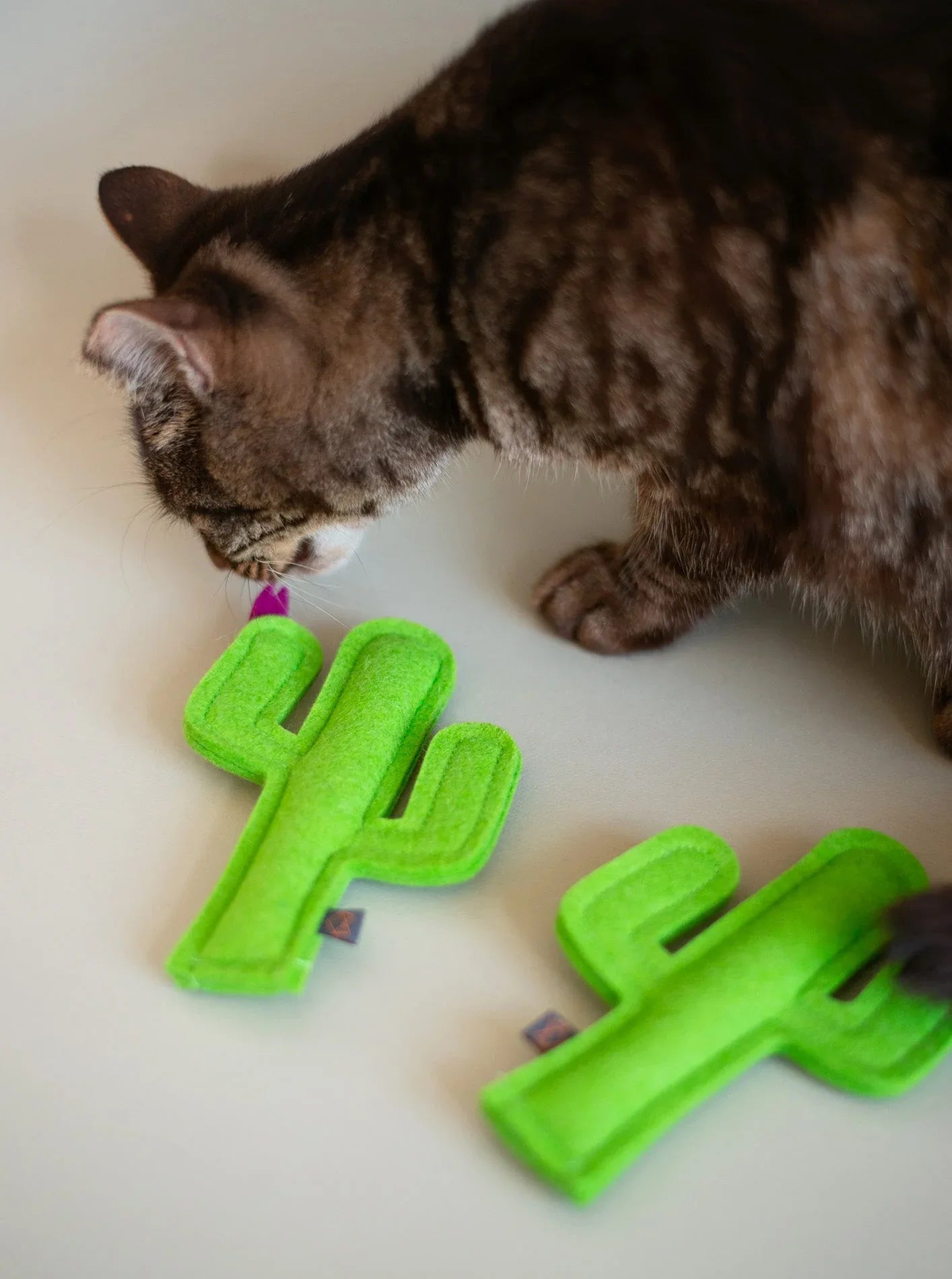 Kitty Cactus 5 - MiniPaw Luxe