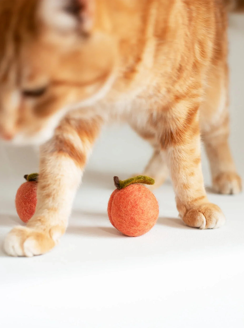 Kitty Peaches 2 - MiniPaw Luxe