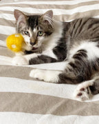 Kitty Shrooms 3 - MiniPaw Luxe