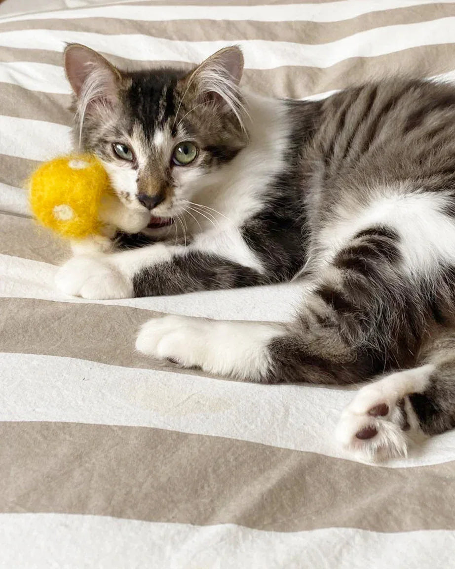 Kitty Shrooms 3 - MiniPaw Luxe