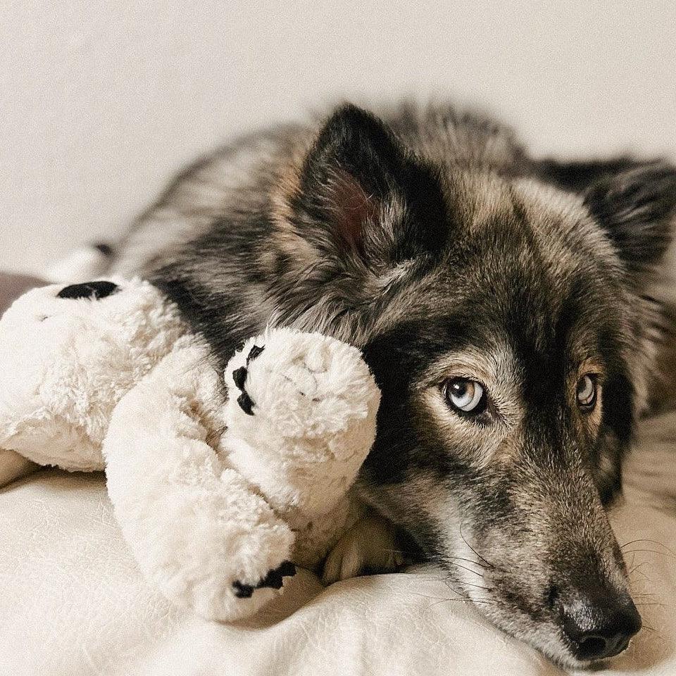 Koko Plush Toy | Maxi 5 - MiniPaw Luxe