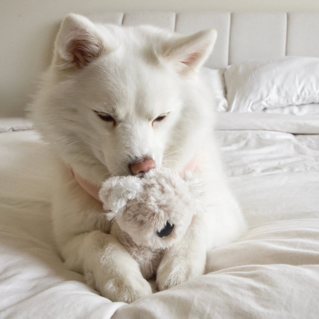 Koko Plush Toy | Mini 4 - MiniPaw Luxe