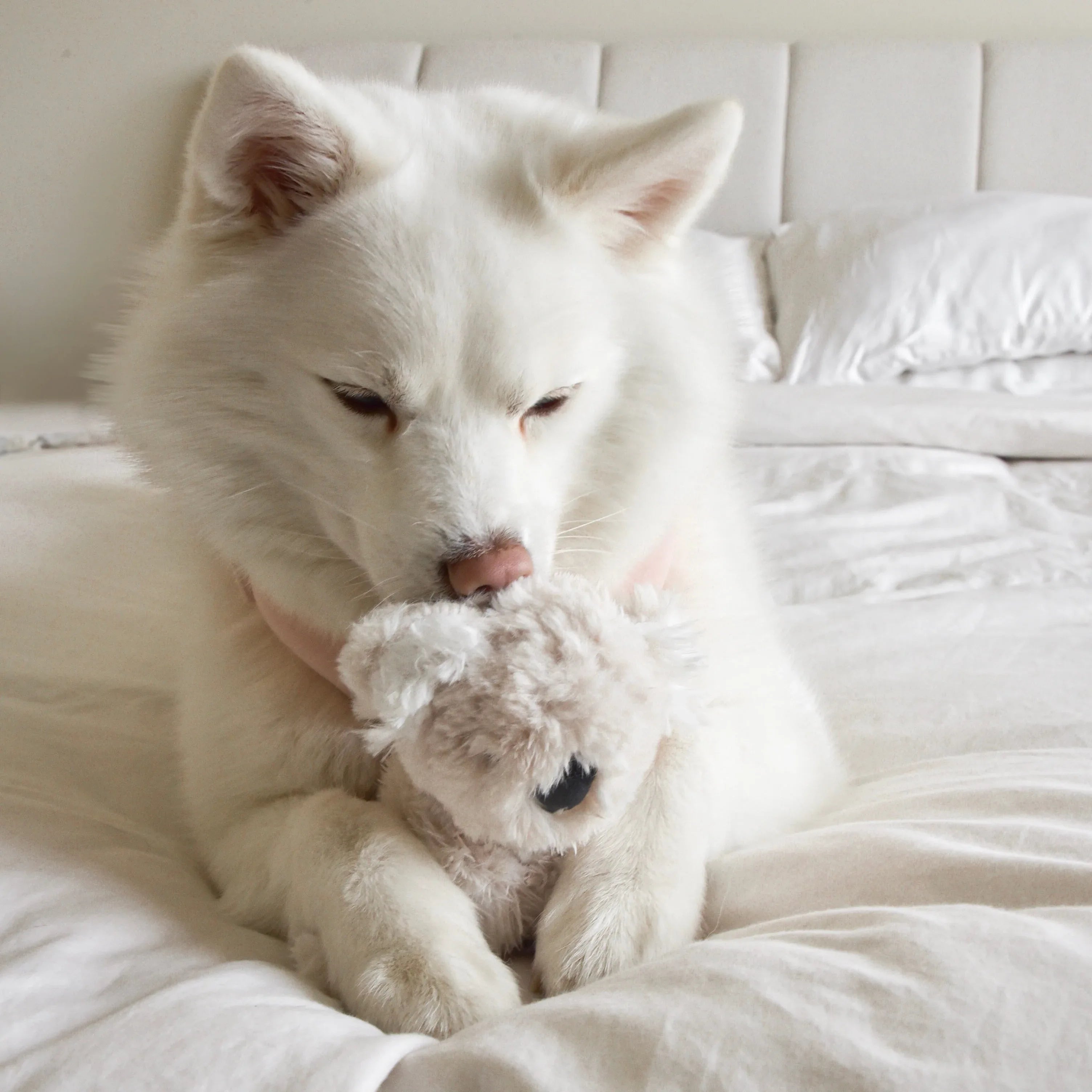 Koko Plush Toy | Mini 4 - MiniPaw Luxe