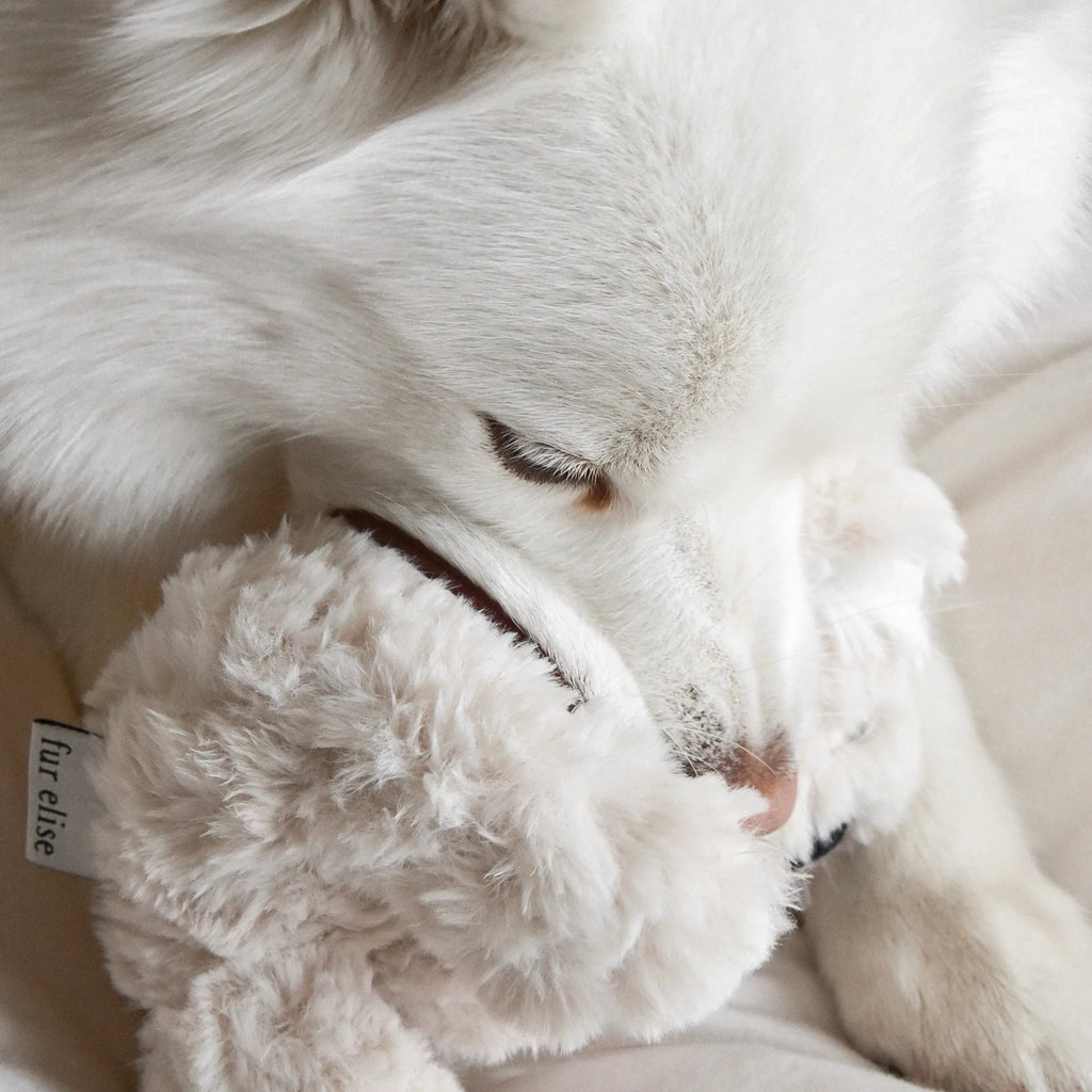 Koko Plush Toy | Mini 5 - MiniPaw Luxe