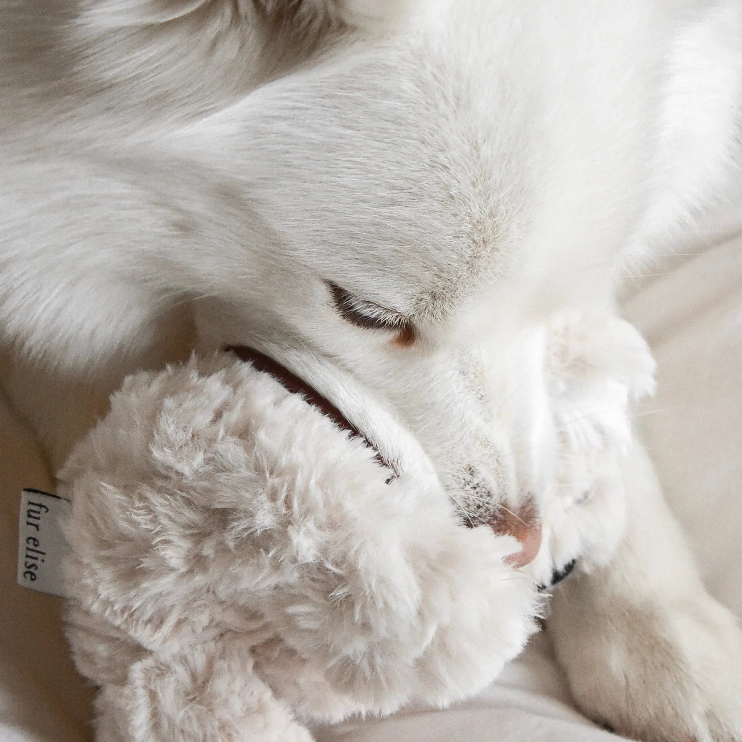 Koko Plush Toy | Mini 5 - MiniPaw Luxe