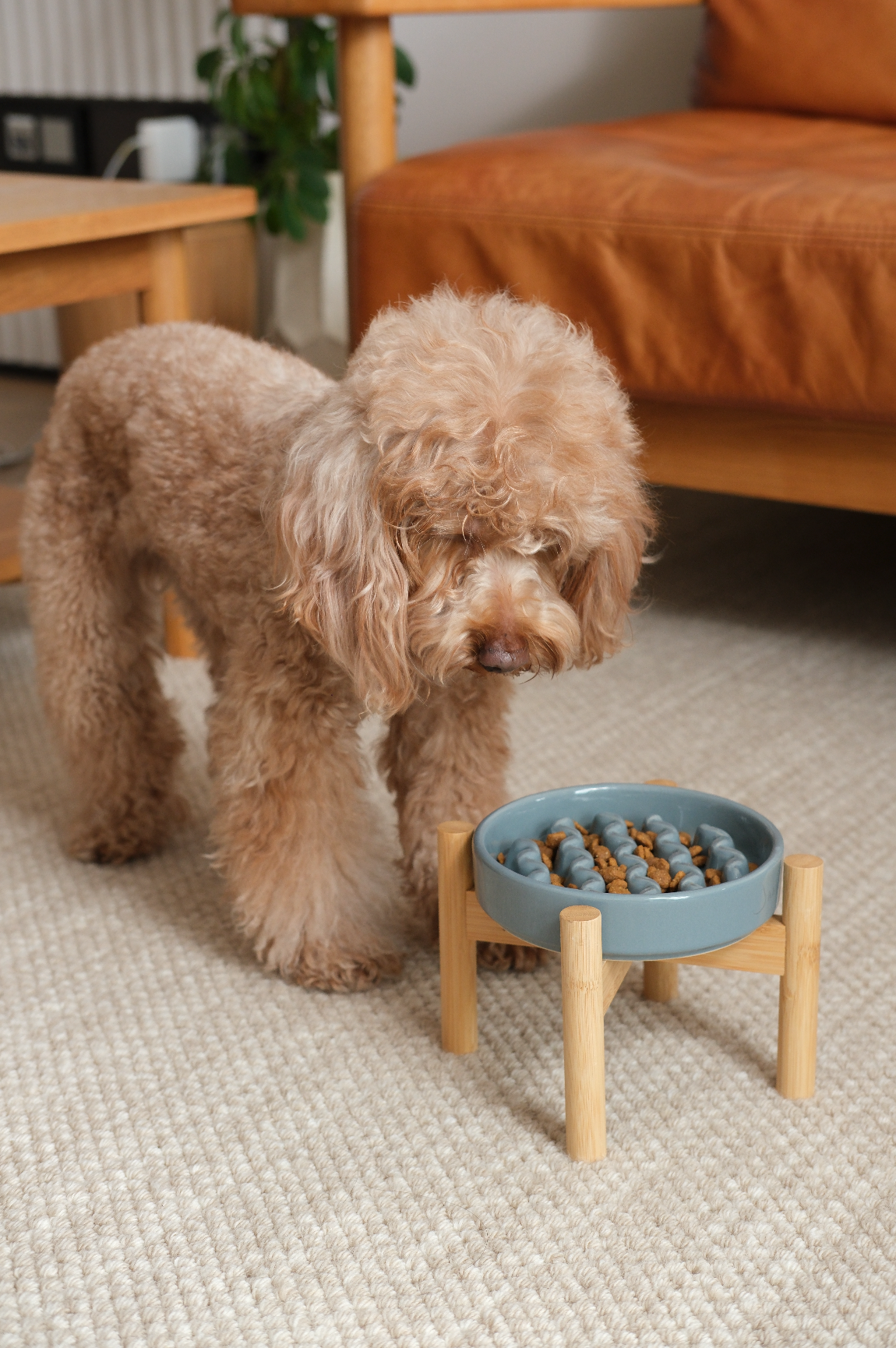 [Macaroni] Slow Feeder Dog Bowls - Yellow / Frozen Blue / Purple 9 - MiniPaw Luxe