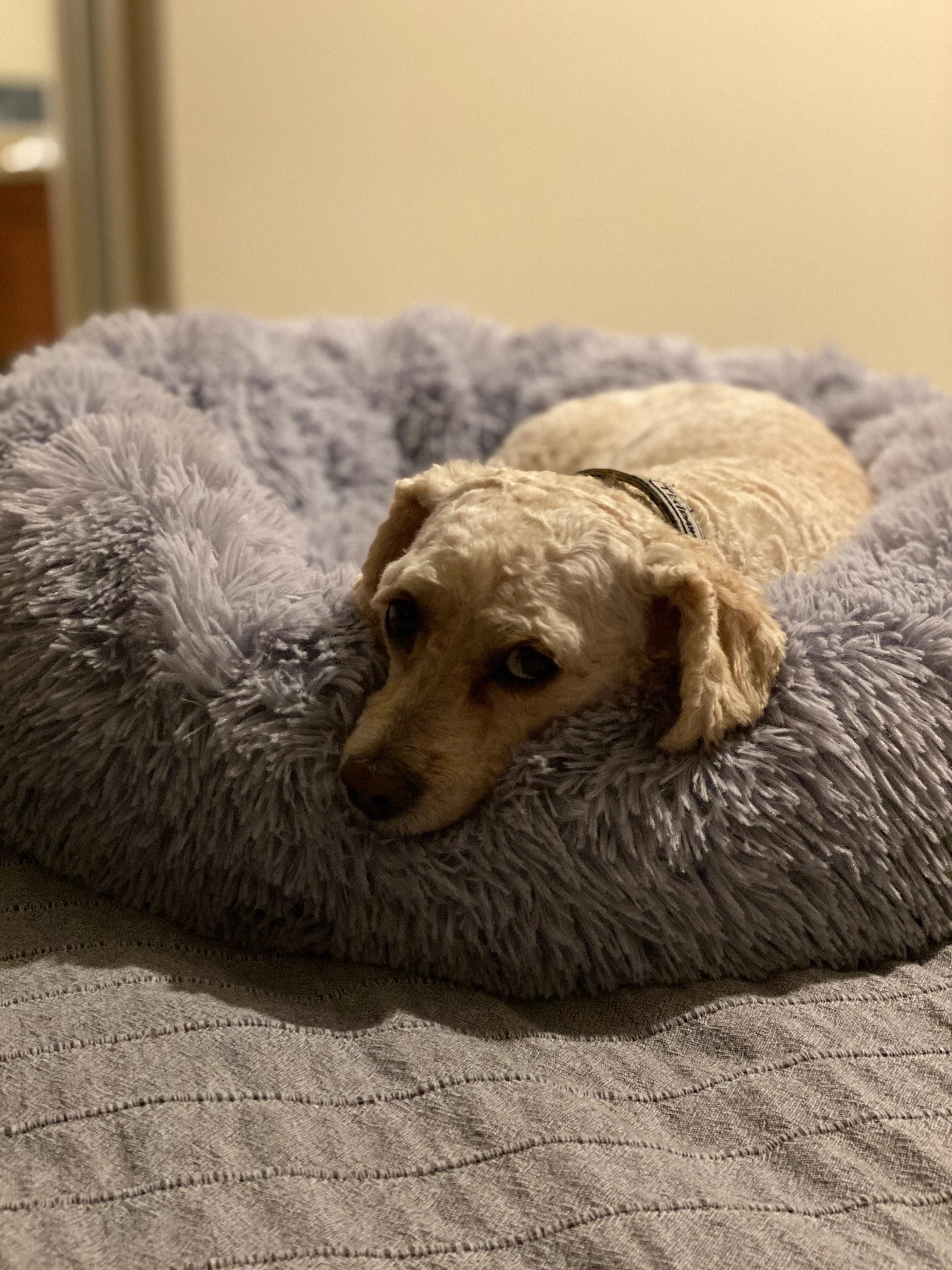 Mr. Peanut's 28" OrthoPlush® Pet Bed - Snowflake White Two Tone 15 - MiniPaw Luxe