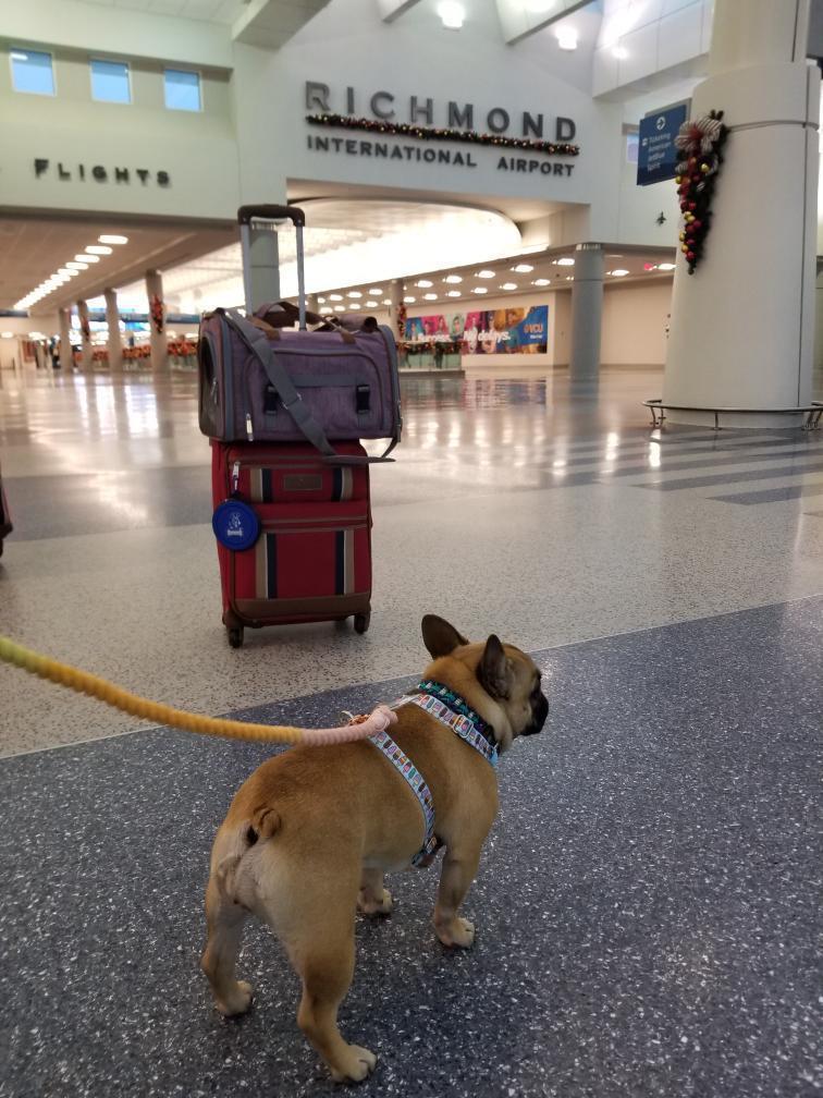 Mr. Peanut's Gold Series Standard Size Airline Compliant Pet Carrier 15 - MiniPaw Luxe