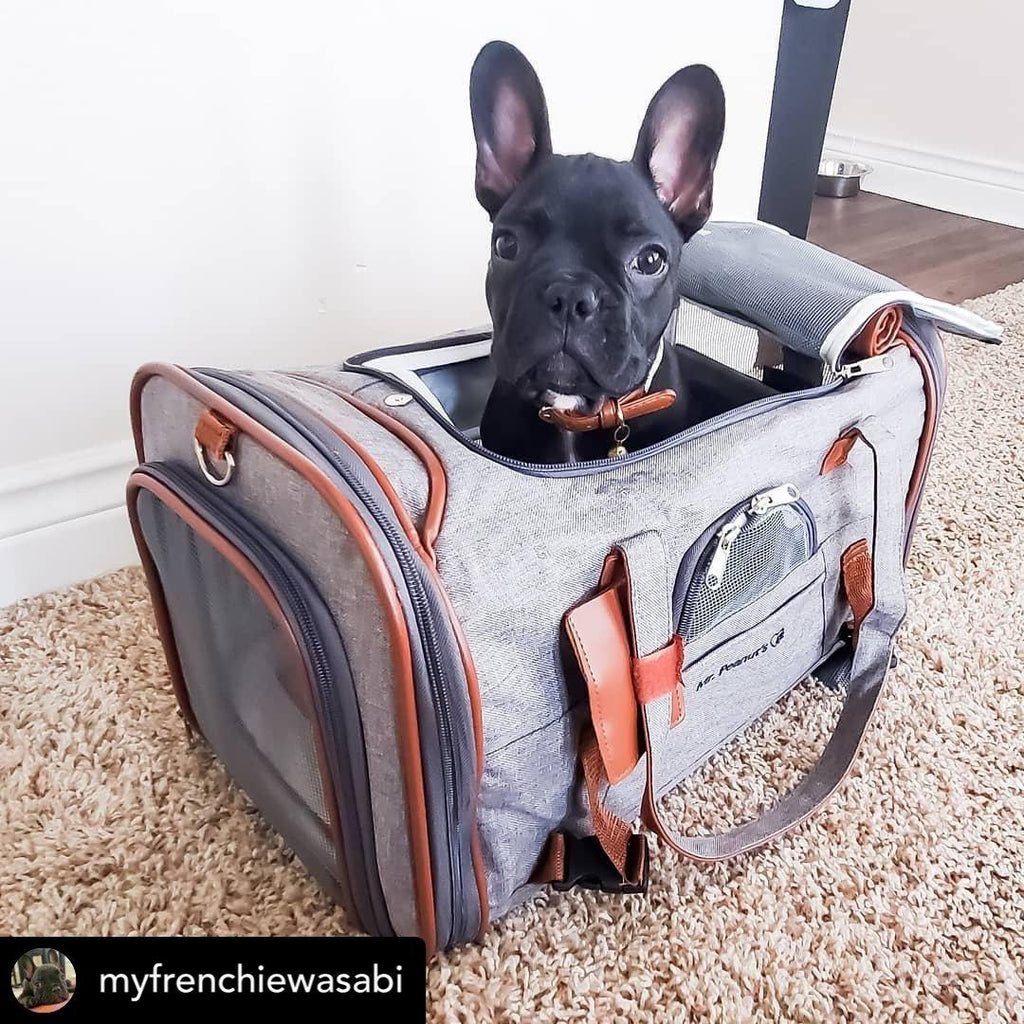Mr. Peanut's Gold Series Standard Size Airline Compliant Pet Carrier 16 - MiniPaw Luxe