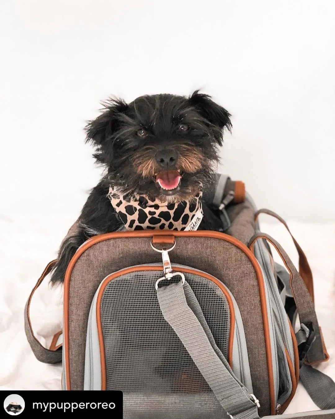 Mr. Peanut's Gold Series Standard Size Airline Compliant Pet Carrier 17 - MiniPaw Luxe
