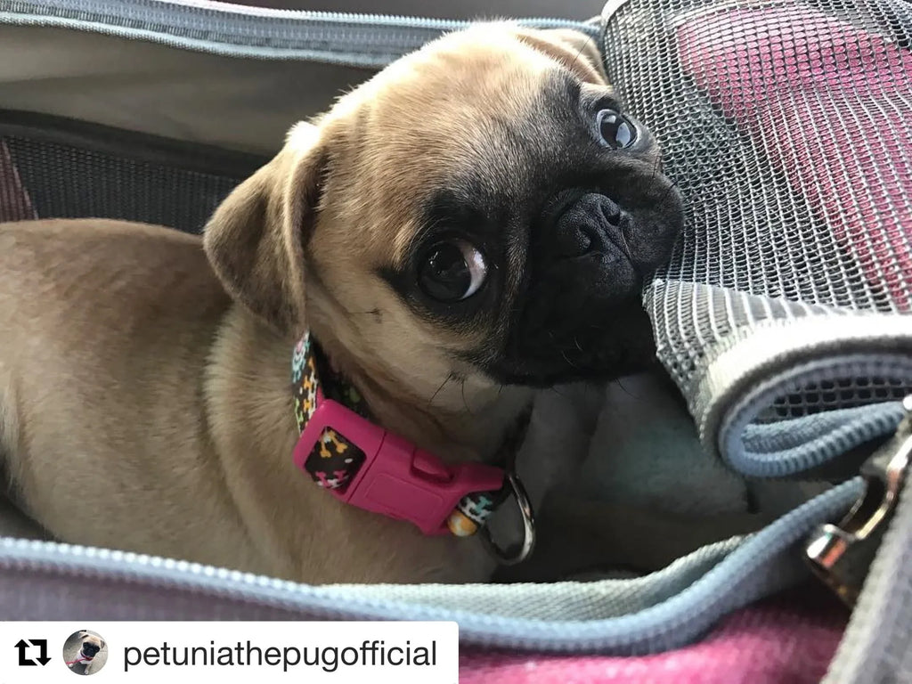 Mr. Peanut's Gold Series Standard Size Airline Compliant Pet Carrier 21 - MiniPaw Luxe