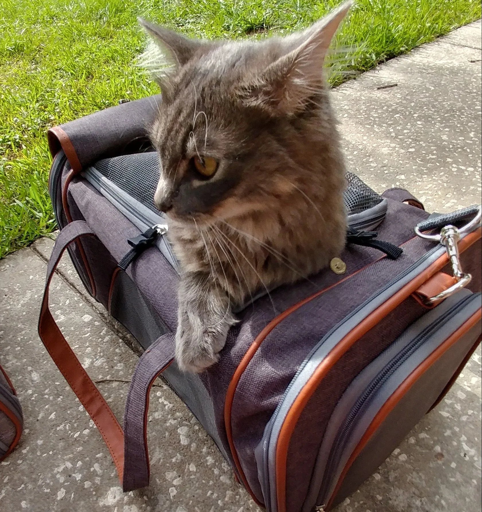 Mr. Peanut's Gold Series Standard Size Airline Compliant Pet Carrier 22 - MiniPaw Luxe