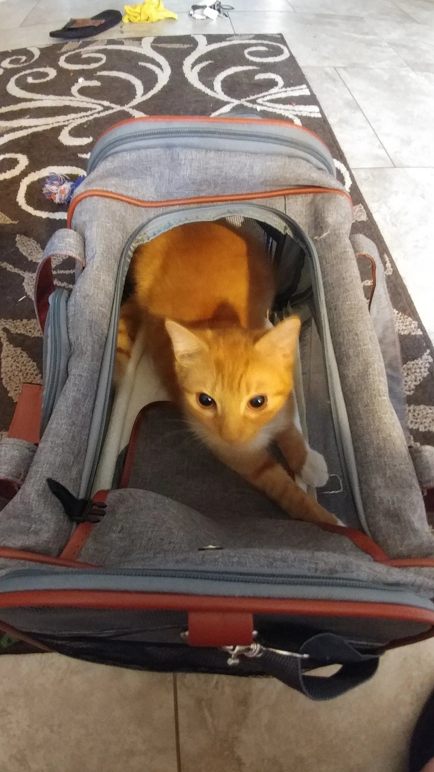 Mr. Peanut's Gold Series Standard Size Airline Compliant Pet Carrier 23 - MiniPaw Luxe