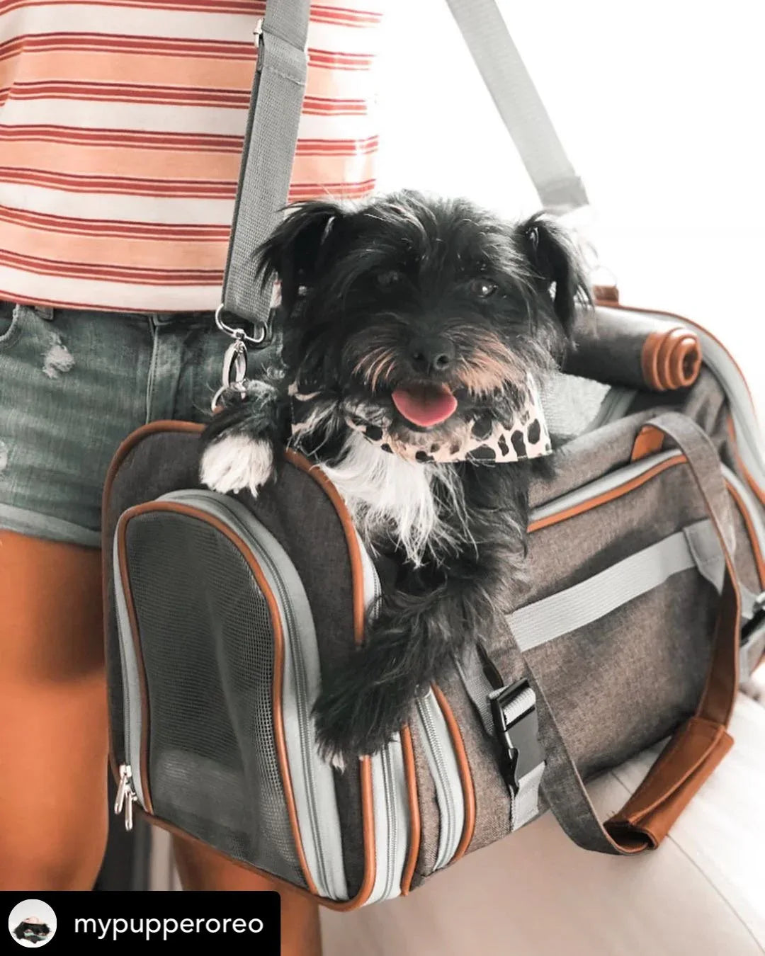 Mr. Peanut's Gold Series Standard Size Airline Compliant Pet Carrier 33 - MiniPaw Luxe