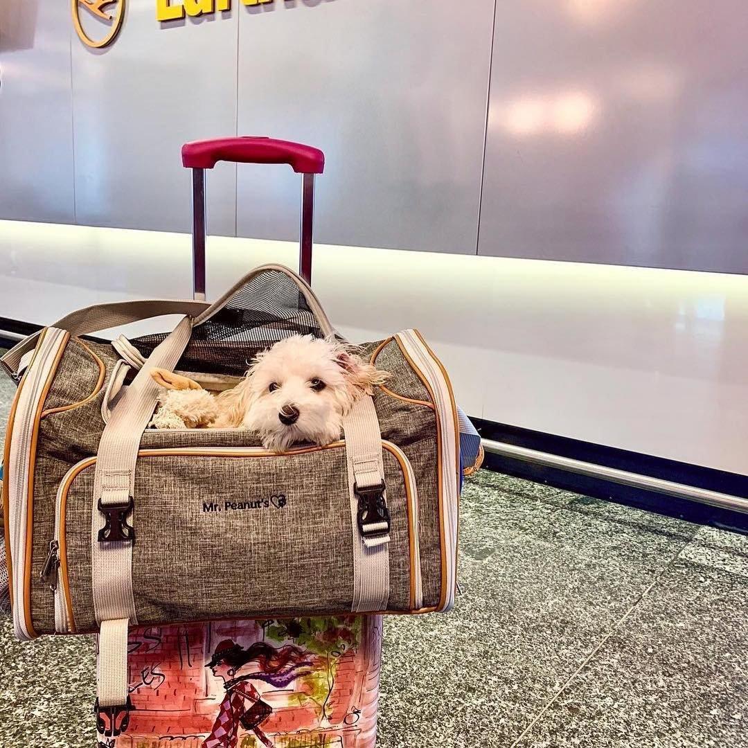 Mr. Peanut's Platinum Series Expandable Pet Carrier 14 - MiniPaw Luxe