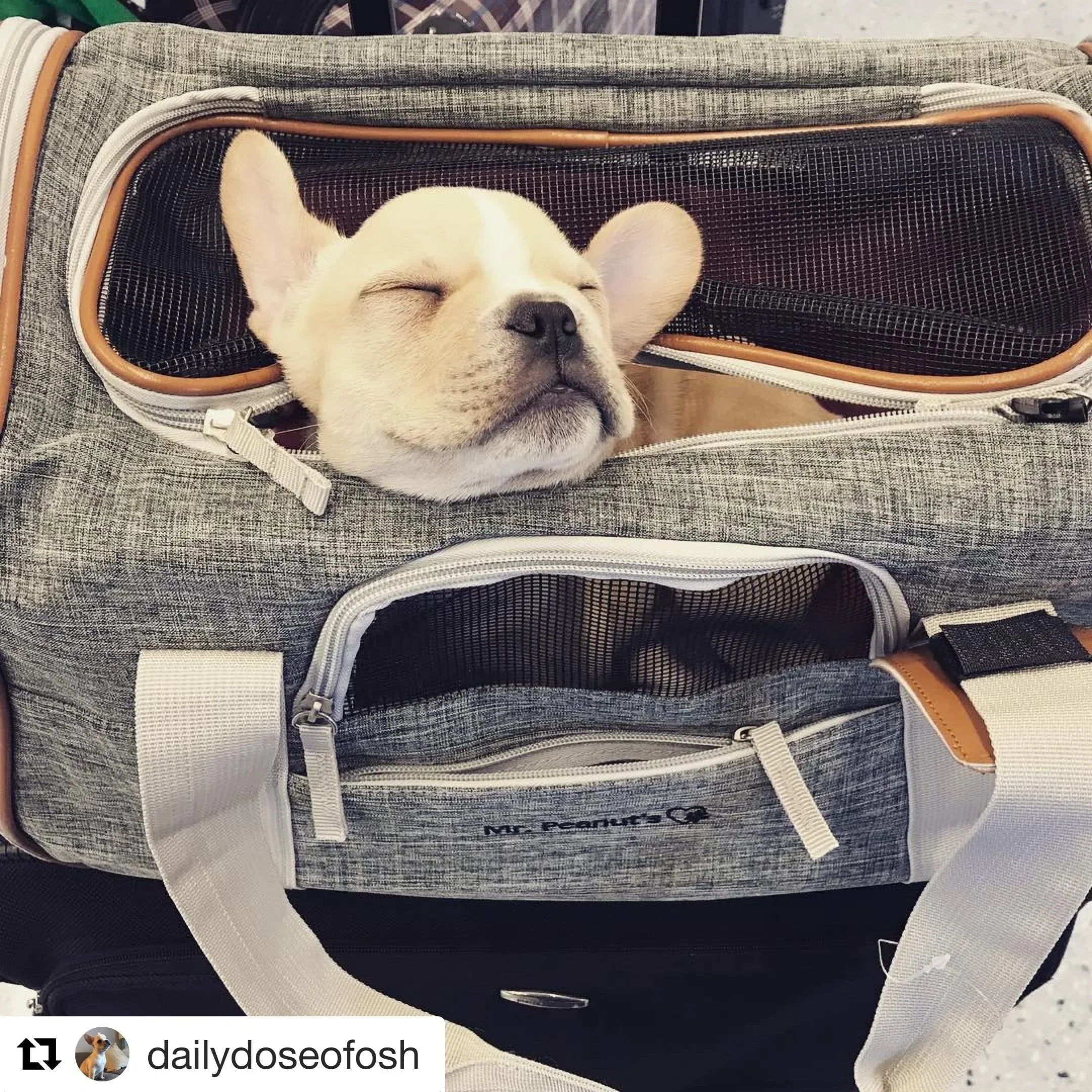 Mr. Peanut's Platinum Series Expandable Pet Carrier 23 - MiniPaw Luxe
