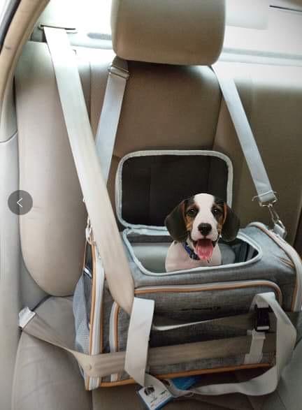 Mr. Peanut's Platinum Series Expandable Pet Carrier 30 - MiniPaw Luxe