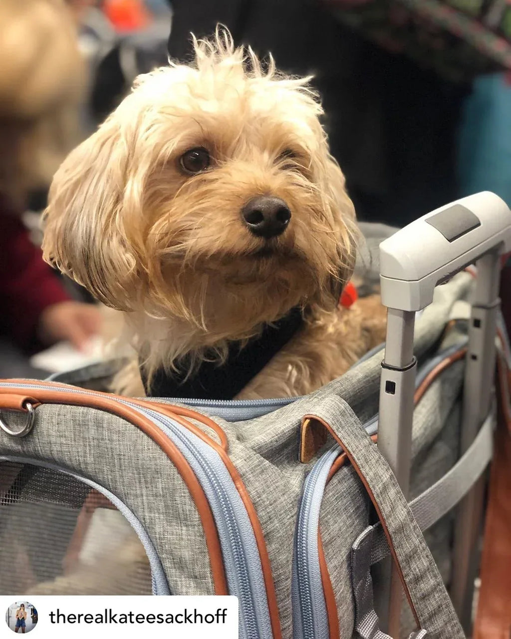 Mr. Peanut's Platinum Series Expandable Pet Carrier 32 - MiniPaw Luxe