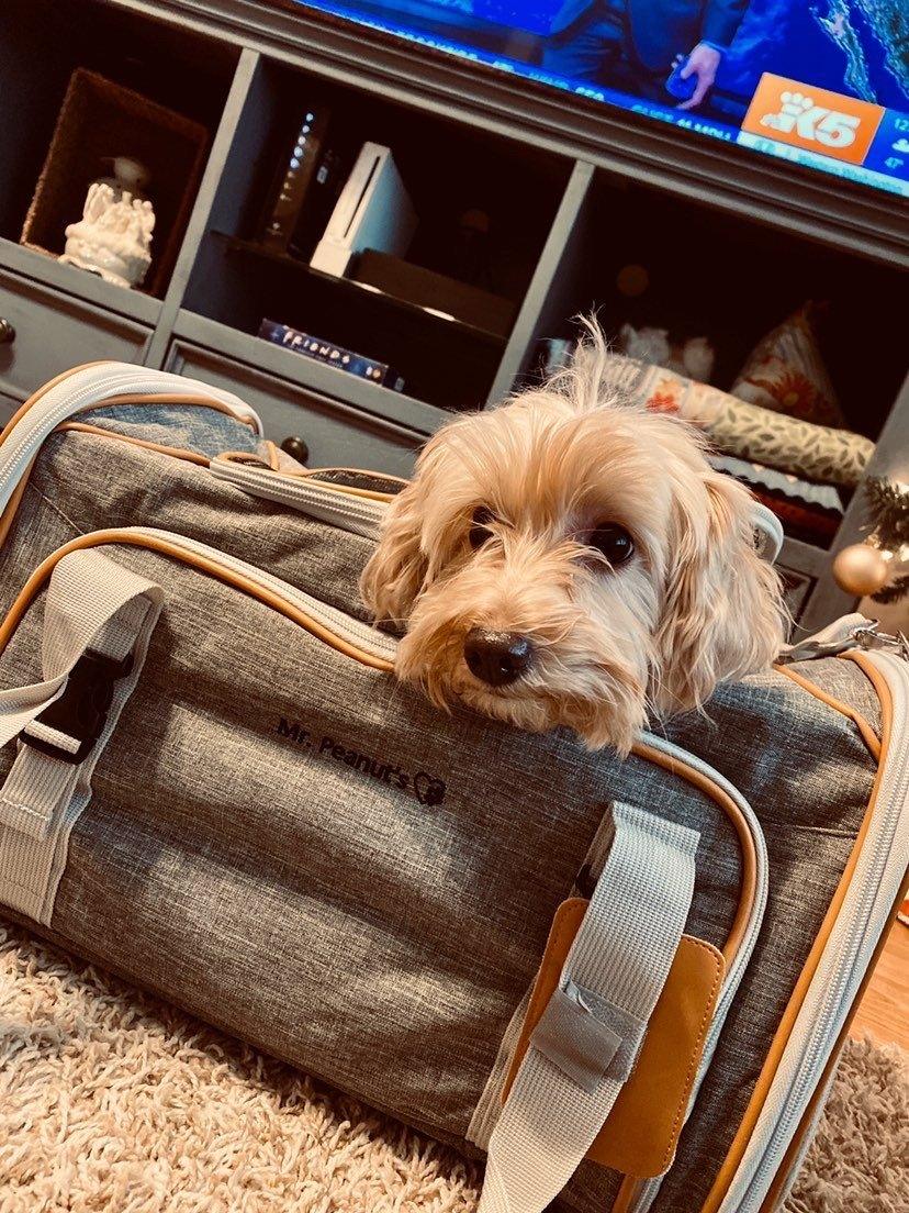 Mr. Peanut's Platinum Series Expandable Pet Carrier 34 - MiniPaw Luxe
