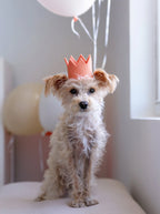 Neutral Party Crowns 2 - MiniPaw Luxe