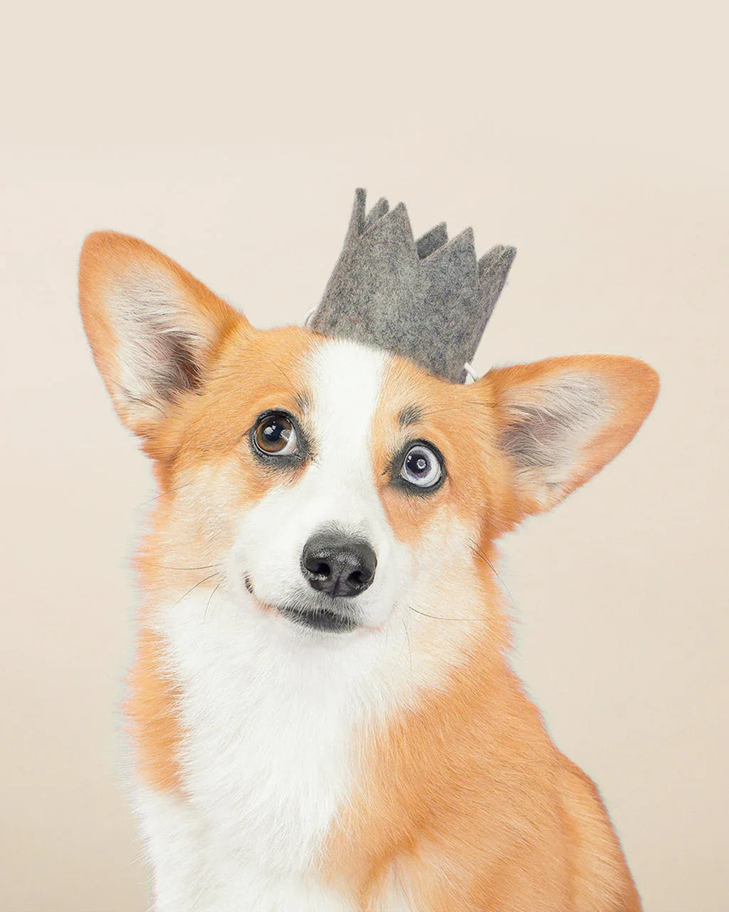 Neutral Party Crowns 5 - MiniPaw Luxe