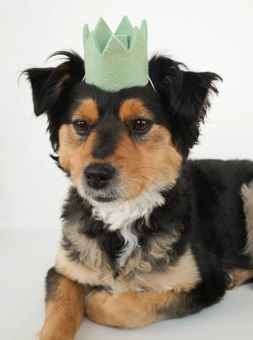 Neutral Party Crowns 7 - MiniPaw Luxe