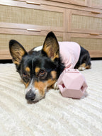 Dog lying on a bed with Odin toy in its mouth