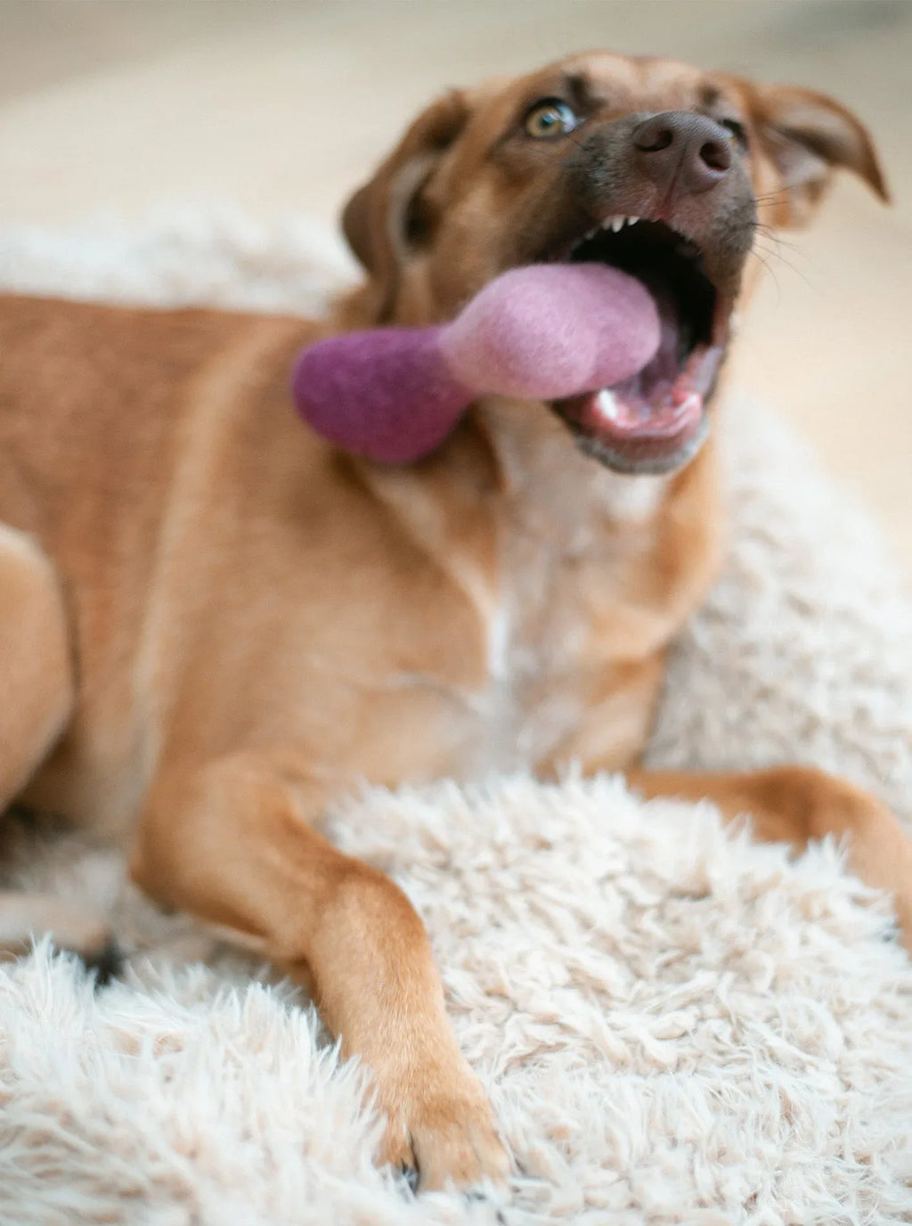Ombre Woolbone 15 - MiniPaw Luxe