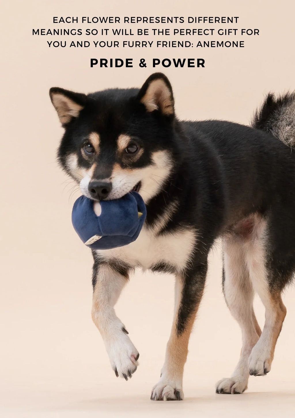 PARADISE PET TOY | Anemone 5 - MiniPaw Luxe