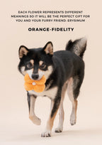 PARADISE PET TOY | Erysimum 7 - MiniPaw Luxe