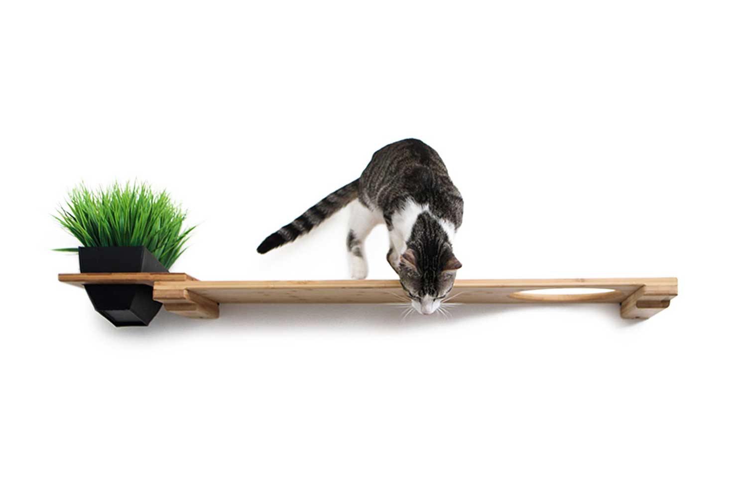 Cat Plant Stand for Wall