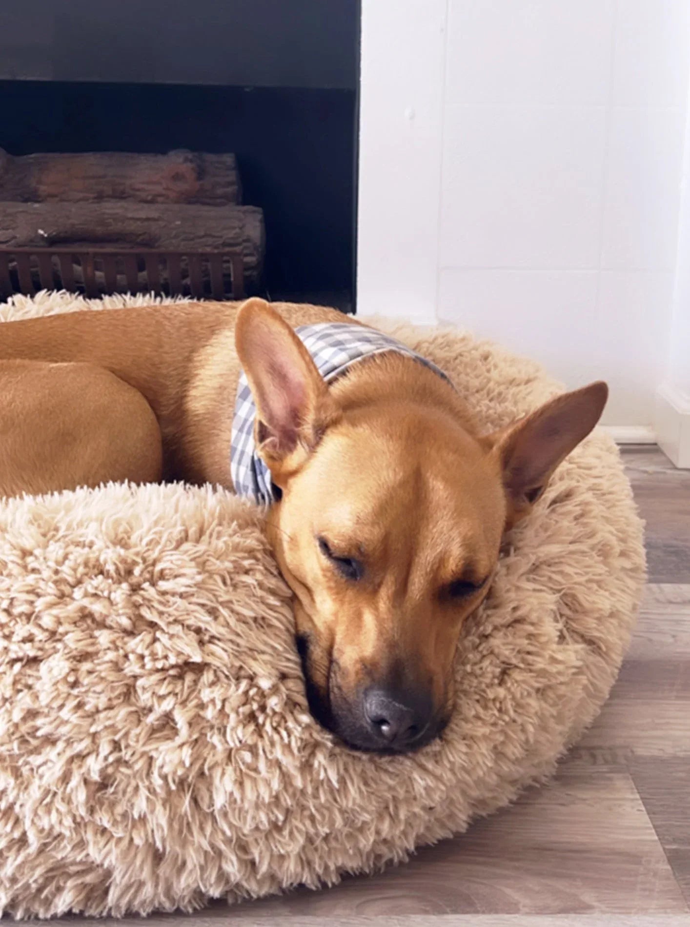 POD DOG BED 10 - MiniPaw Luxe