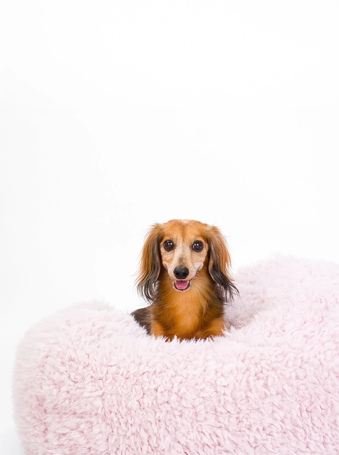 POD DOG BED 11 - MiniPaw Luxe