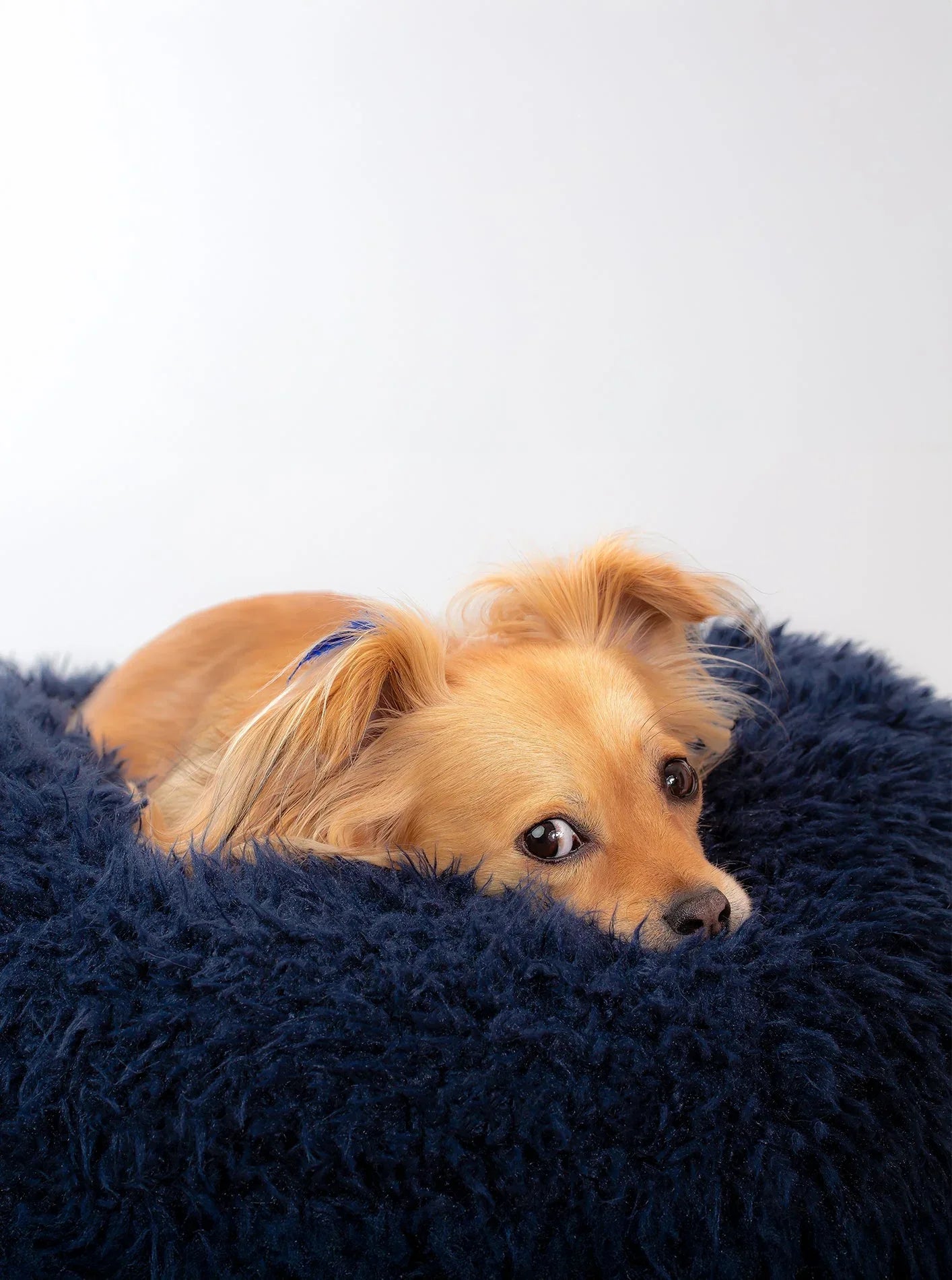 POD DOG BED 14 - MiniPaw Luxe