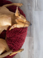 POD DOG BED 17 - MiniPaw Luxe