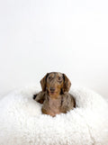 POD DOG BED 5 - MiniPaw Luxe