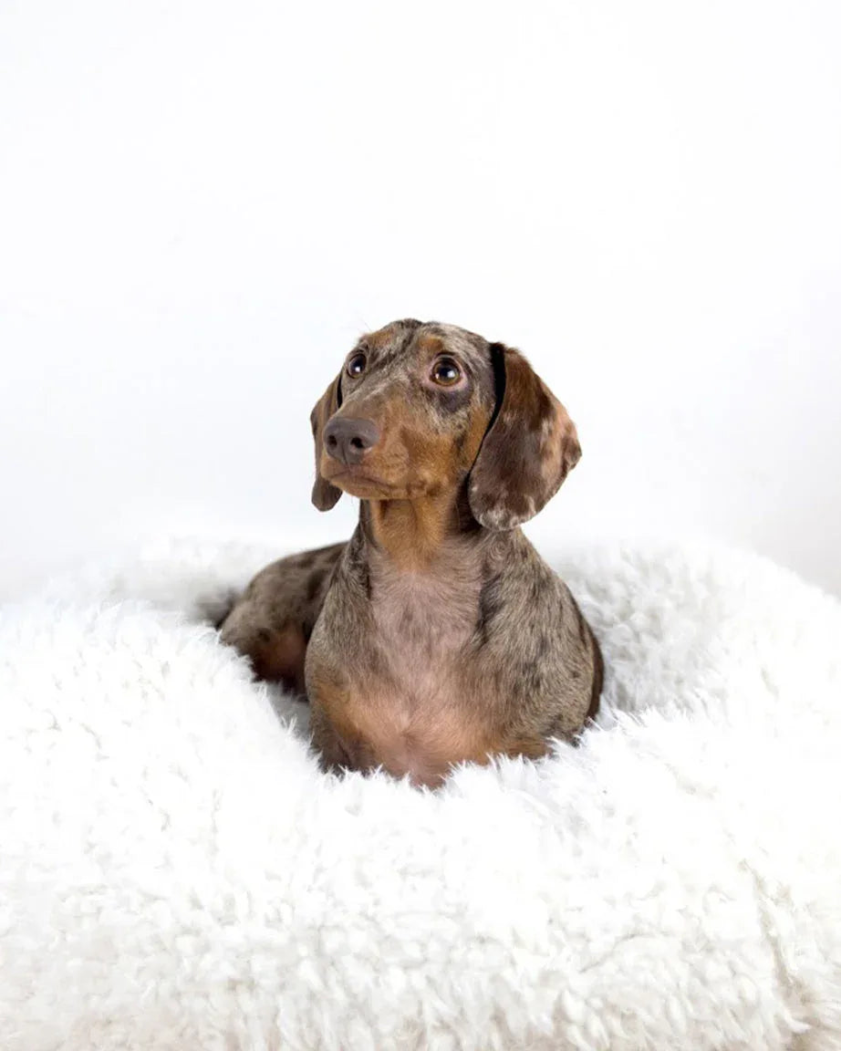 POD DOG BED 6 - MiniPaw Luxe