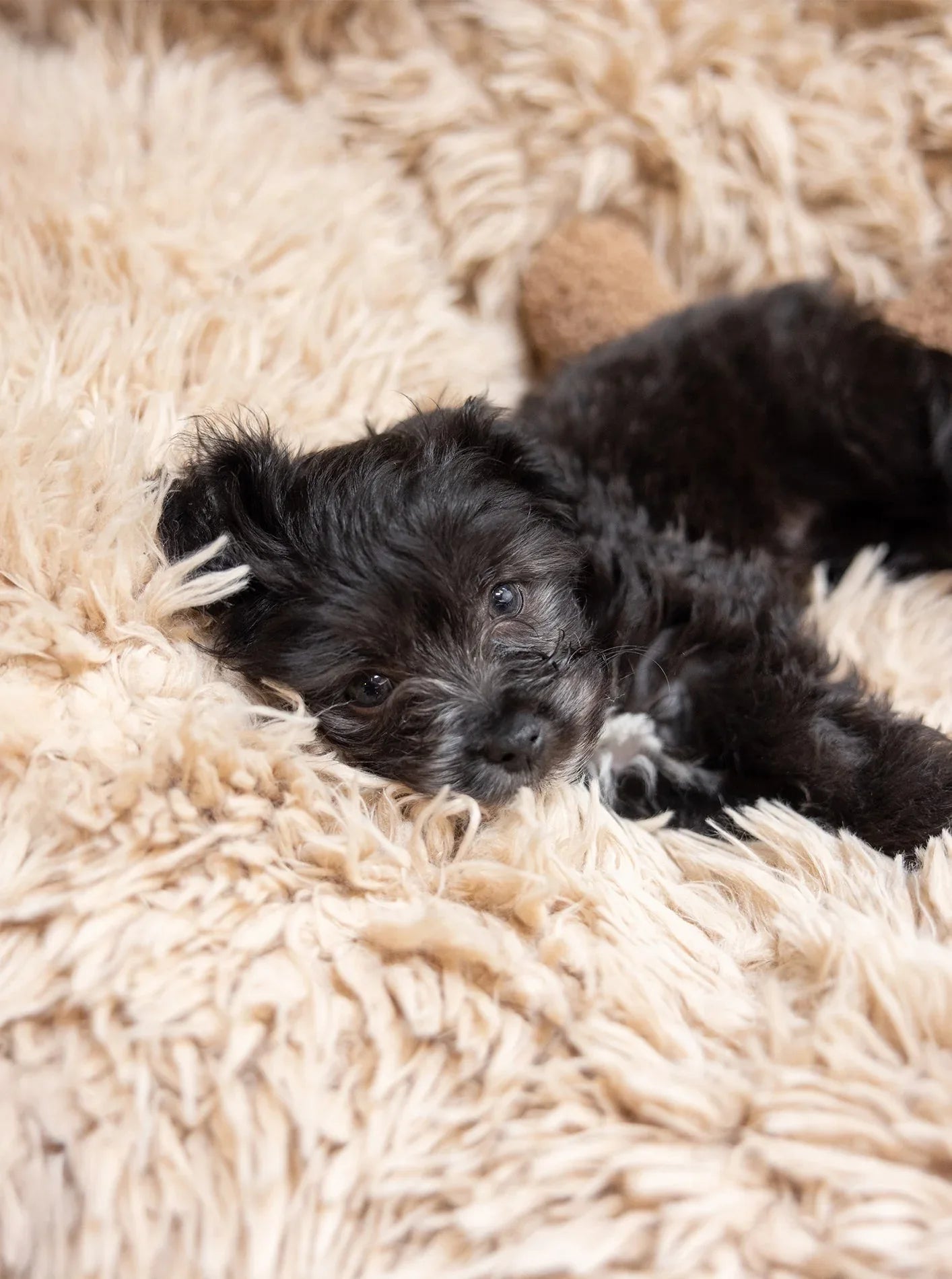 POD DOG BED 9 - MiniPaw Luxe