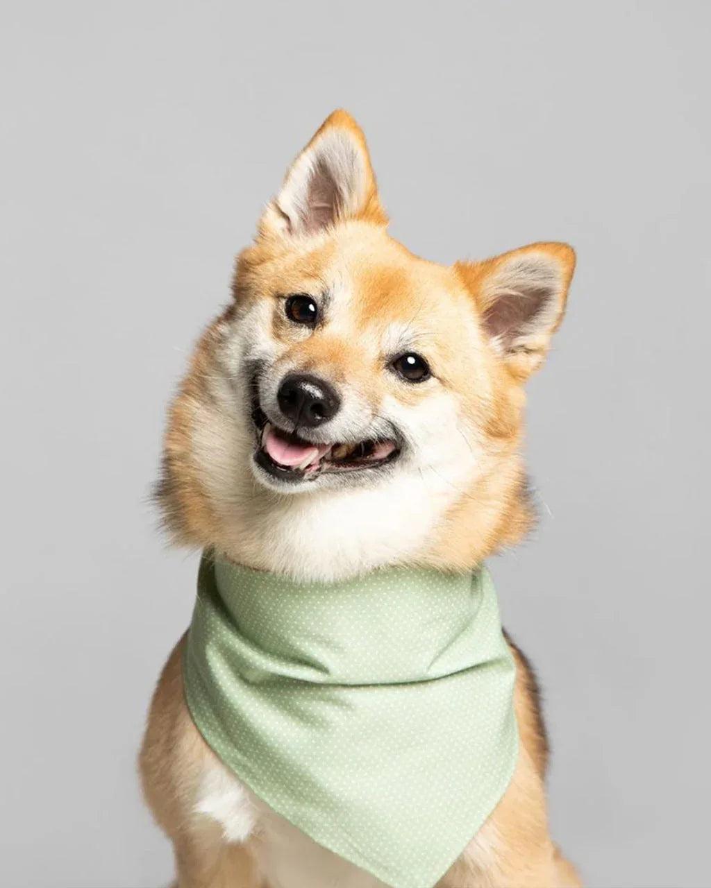 Party Bandana 2 - MiniPaw Luxe