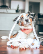 Party Bandana 4 - MiniPaw Luxe